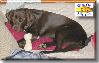 C.J., the Dog of the Day