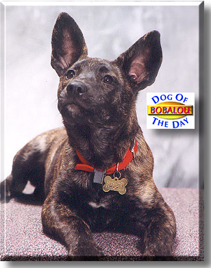 Bobalou, the Dog of the Day