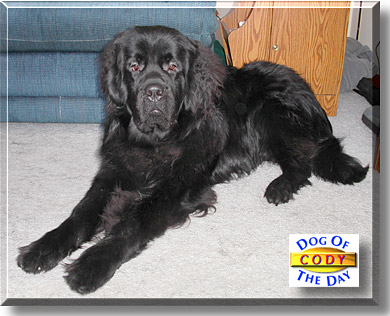 Cody, the Dog of the Day