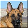 Gunnar