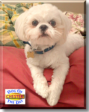 Chester, the Dog of the Day