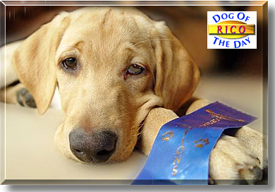 Rico, the Dog of the Day
