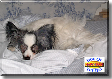 Napolean, the Dog of the Day