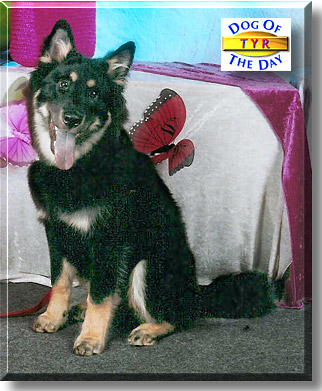 Tyr, the Dog of the Day