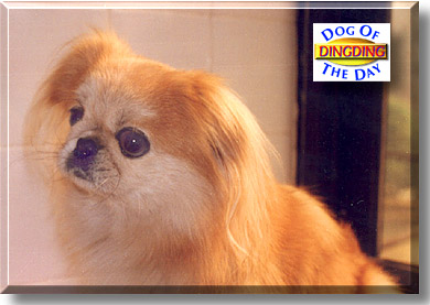 DingDing, the Dog of the Day