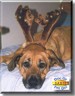 Sadie, the Dog of the Day