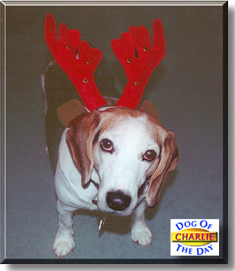 Charlie, the Dog of the Day
