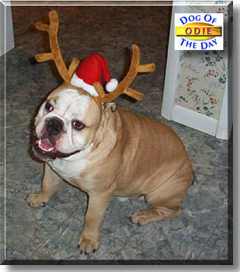 Odie, the Dog of the Day