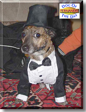 Fernando, the Dog of the Day