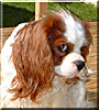 Rupert
