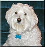 Maggie