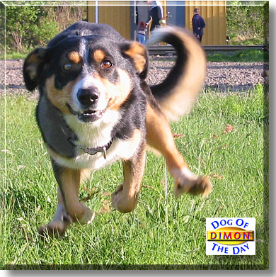 Dimon, the Dog of the Day