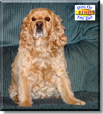 Benji, the Dog of the Day