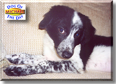 Michael, the Dog of the Day