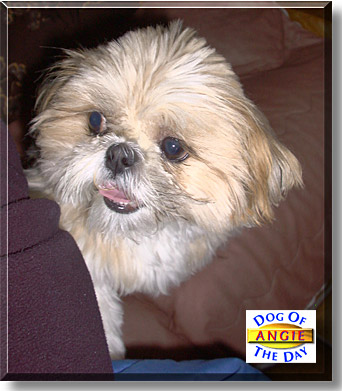 Angie, the Dog of the Day