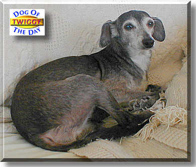 Twiggy, the Dog of the Day