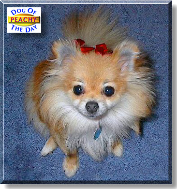 Peachy, the Dog of the Day