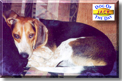 Jack, the Dog of the Day