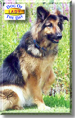 Lady, the Dog of the Day
