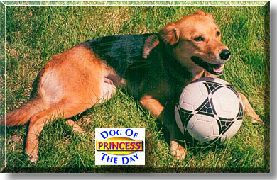 Princess, the Dog of the Day