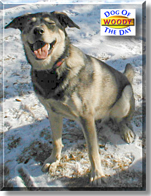 Woody, the Dog of the Day