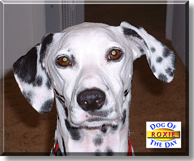 Roxie, the Dog of the Day