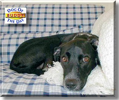 Buddy, the Dog of the Day