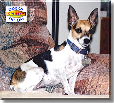 Spunky, the Dog of the Day