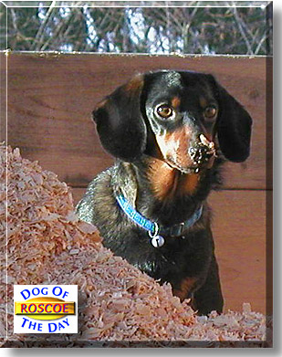 Rosco, the Dog of the Day