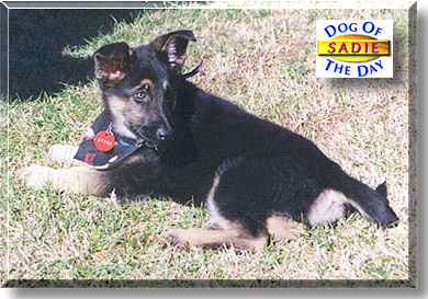 Sadie, the Dog of the Day