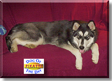 Pikatti, the Dog of the Day