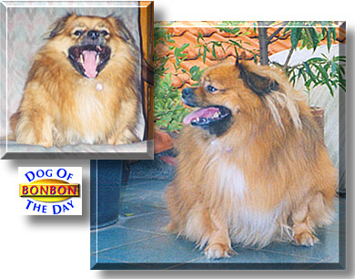 Bonbon, the Dog of the Day