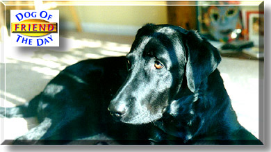 Friend, the Dog of the Day