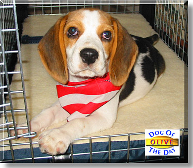 Olive, the Dog of the Day