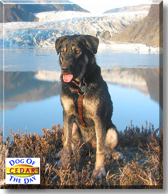 Cedar, the Dog of the Day
