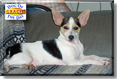 Gracie, the Dog of the Day