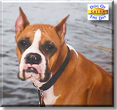 Salsa, the Dog of the Day