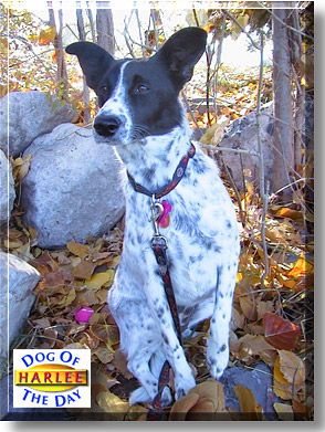 Harlee, the Dog of the Day