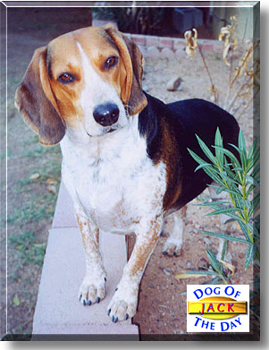 Jack, the Dog of the Day