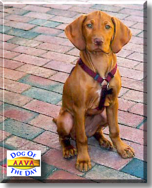 Aava, the Dog of the Day
