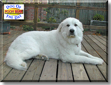 Pooh Bear, the Dog of the Day
