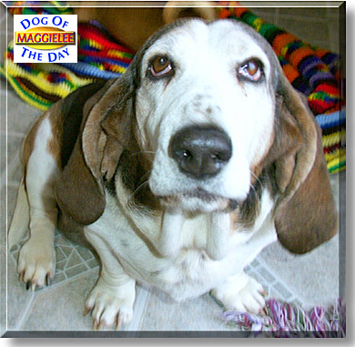 Maggielee, the Dog of the Day