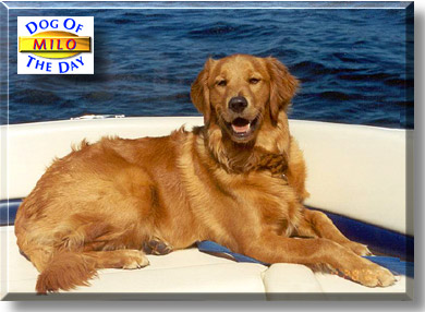 Milo, the Dog of the Day