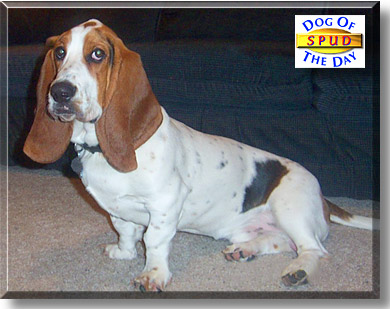 Spud, the Dog of the Day