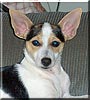 Gracie