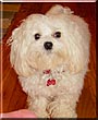 Baxter