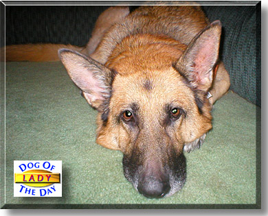 Lady, the Dog of the Day