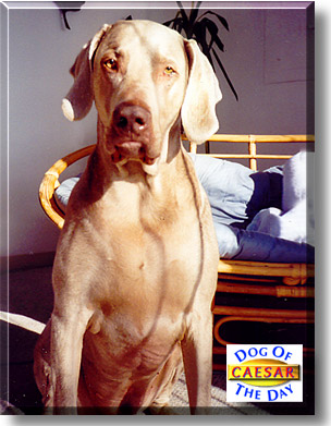 Caesar, the Dog of the Day