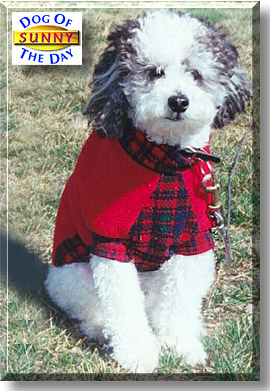 Sunny, the Dog of the Day