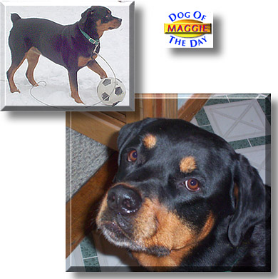 Maggie Mae, the Dog of the Day